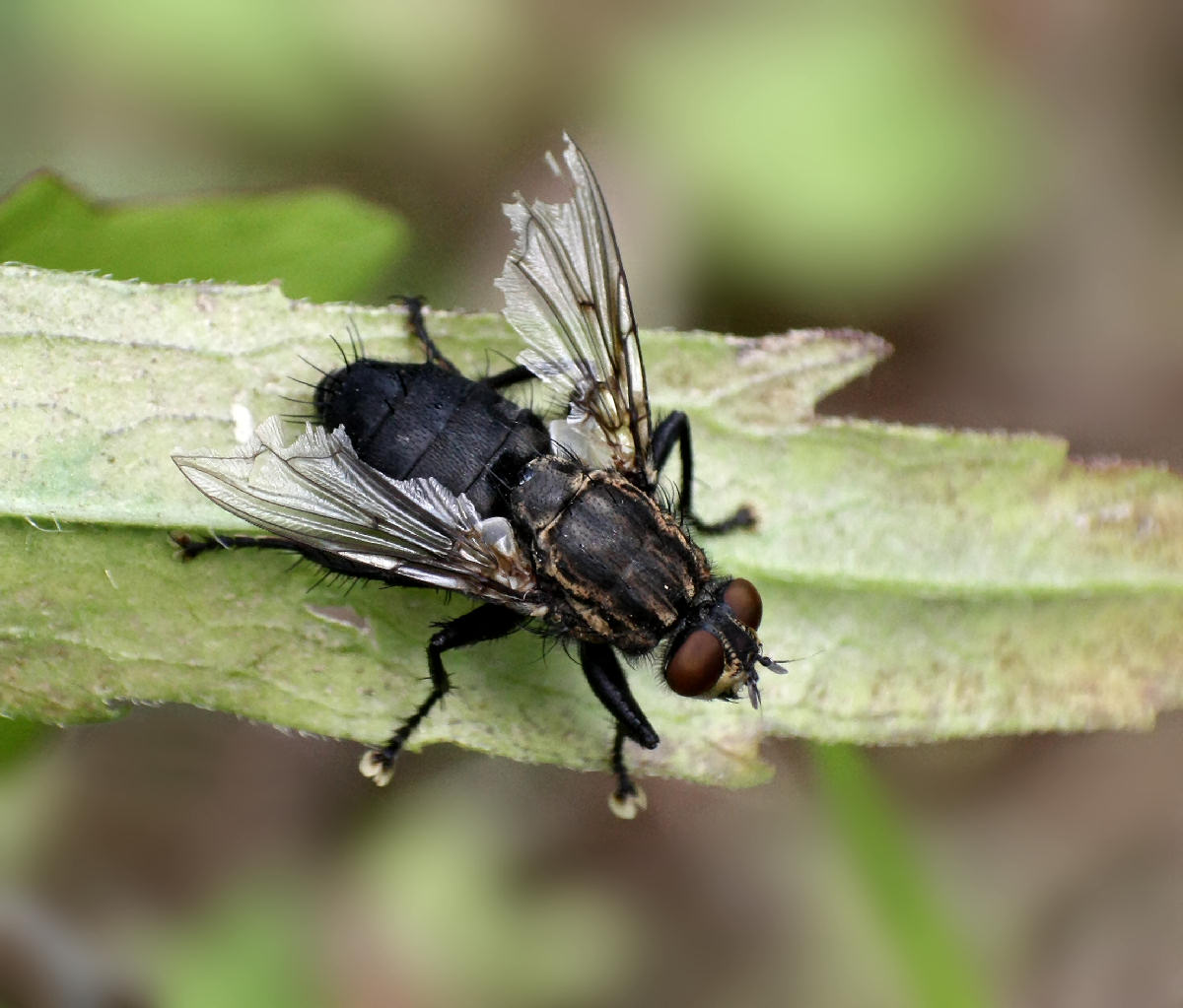 grossa mosca da identificare